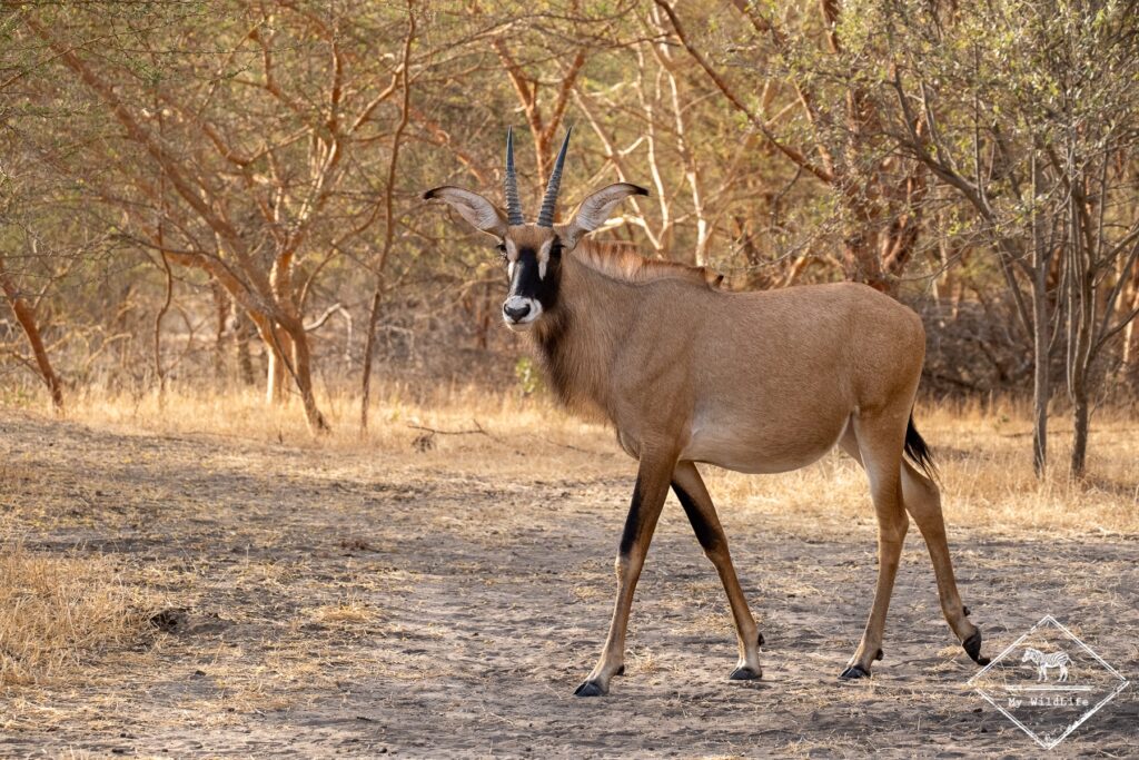 excursion réserve de Bandia depuis RIU Baobab