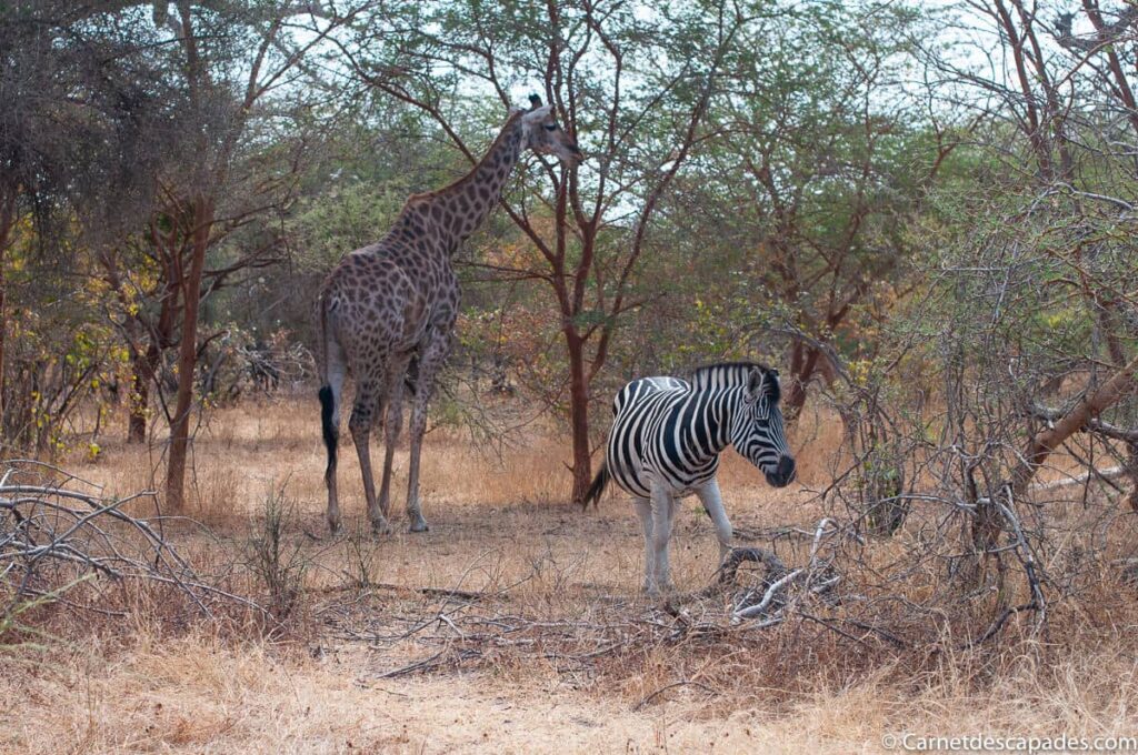 excursion réserve de Bandia depuis RIU Baobab