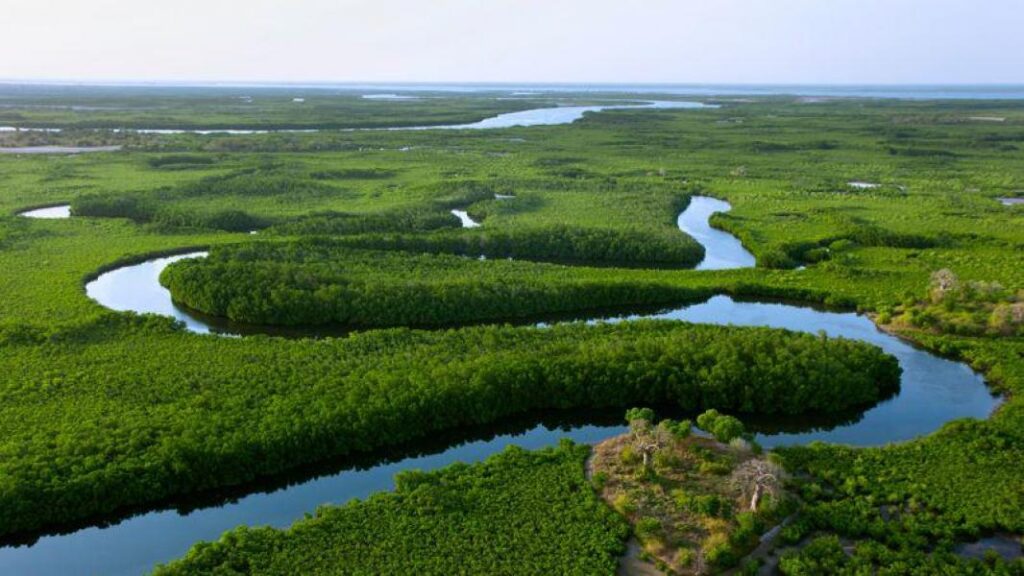 excursion delta du Sine Saloum depuis RIU Baobab