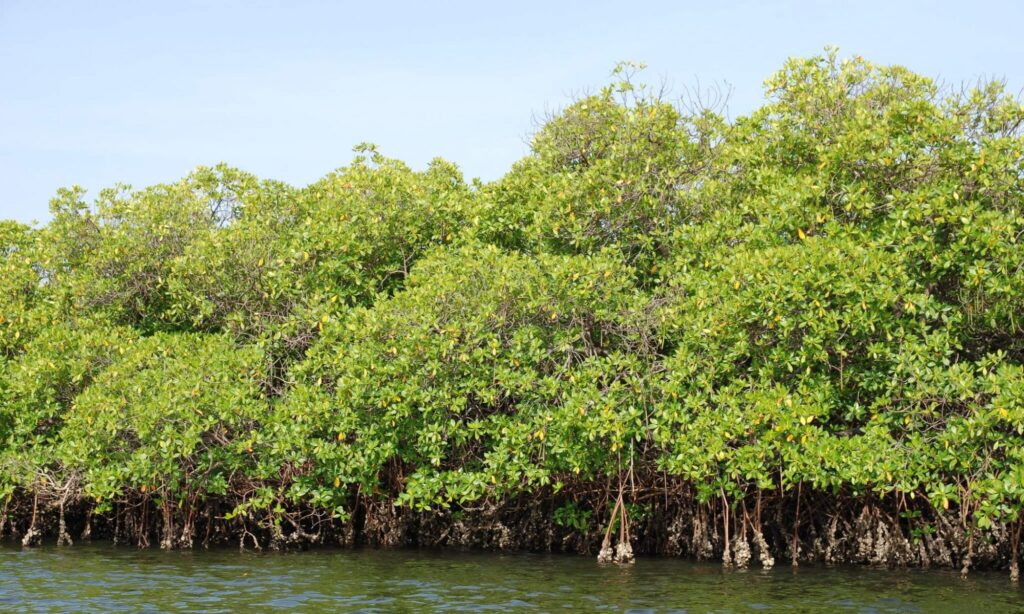 excursion delta du Sine Saloum depuis RIU Baobab
