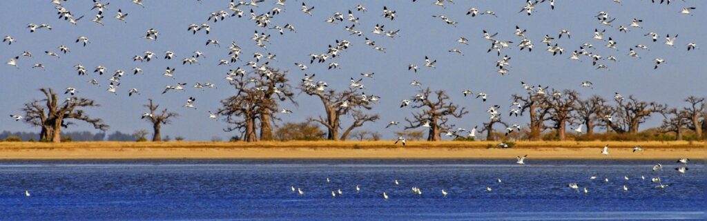 excursion delta du Sine Saloum depuis RIU Baobab