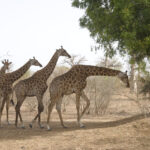 excursions Petite Côte Sénégal depuis RIU Baobab