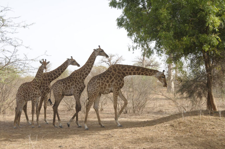 excursions Petite Côte Sénégal depuis RIU Baobab