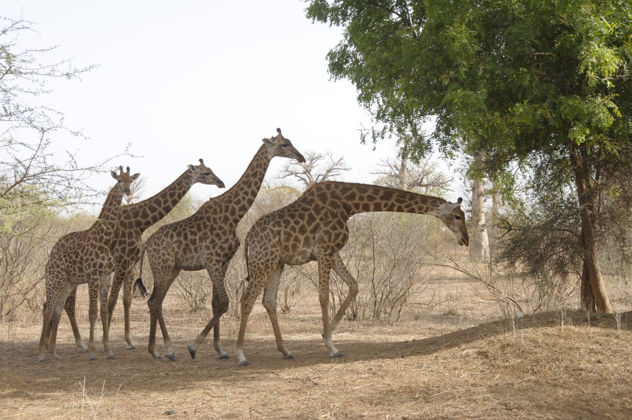 excursions Petite Côte Sénégal depuis RIU Baobab