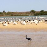 excursion lagune de Somone depuis RIU Baobab