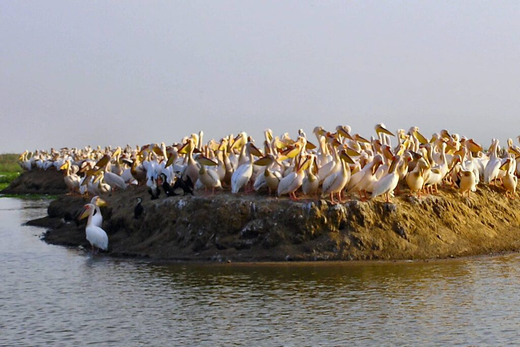 circuit touristique Saint-Louis Sénégal