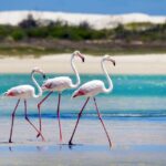 meilleure période pour visiter le Sénégal