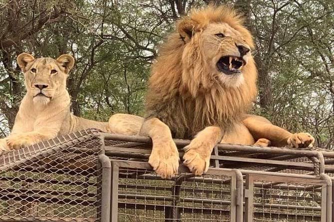 Safari avec les lions au Ranch de Bandia
